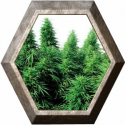 Rudelaris Skunk Regular 10 semillas Sensi Seeds