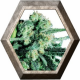 Sensi Skunk Regular 10 semillas Sensi Seeds SENSI SEEDS SENSI SEEDS