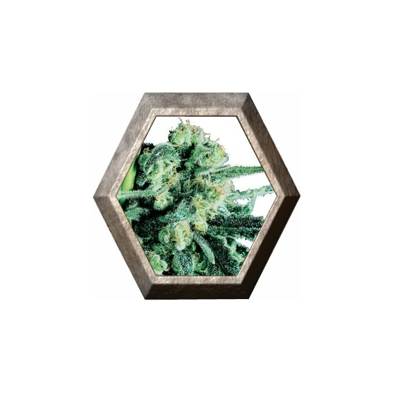 Sensi Skunk Regular 10 semillas Sensi Seeds SENSI SEEDS SENSI SEEDS