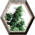 Shiva Shanti 1 Regular 10 semillas Sensi Seeds