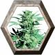 Shiva Skunk Regular 10 semillas Sensi Seeds SENSI SEEDS SENSI SEEDS