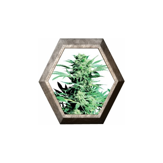 Shiva Skunk Regular 10 semillas Sensi Seeds SENSI SEEDS SENSI SEEDS