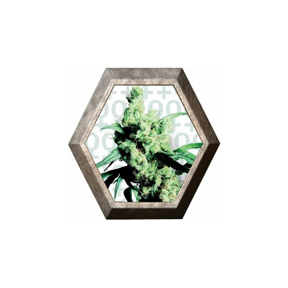 Silver Haze 3 semillas Sensi Seeds SENSI SEEDS SENSI SEEDS