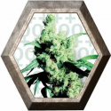 Silver Haze  3 semillas Sensi Seeds