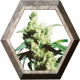 Silver Haze Regular 10 semillas Sensi Seeds SENSI SEEDS SENSI SEEDS