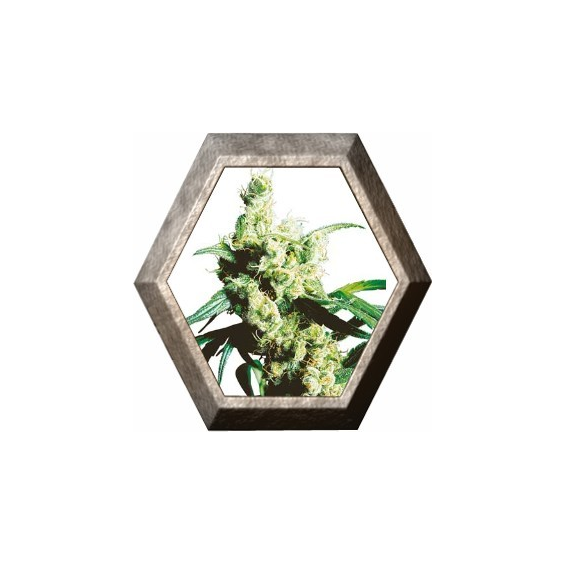 Silver Haze Regular 10 semillas Sensi Seeds SENSI SEEDS SENSI SEEDS