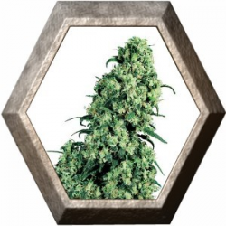 Skunk 1 Regular 10 semillas Sensi Seeds SENSI SEEDS SENSI SEEDS