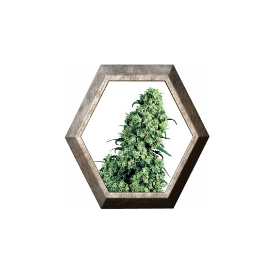 Skunk 1 Regular 10 semillas Sensi Seeds SENSI SEEDS SENSI SEEDS