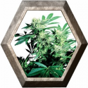 Skunk-Kush Regular 10 semillas Sensi Seeds