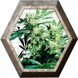 Skunk Kush 3 semillas Sensi Seeds SENSI SEEDS SENSI SEEDS