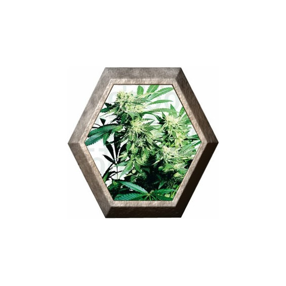 Skunk Kush 3 semillas Sensi Seeds SENSI SEEDS SENSI SEEDS