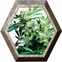 Skunk Kush 3 semillas Sensi Seeds