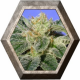 Kushage 2 semillas TH Seeds TH SEEDS TH SEEDS