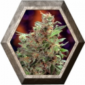 California Orange 3 semillas Dutch Passion Seeds