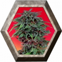 Durban Poison 3 semillas Dutch Passion Seeds