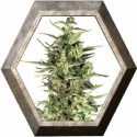 Dutch Cheese 3 semillas Dutch Passion Seeds