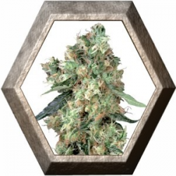 Dutch Haze 3 semillas Dutch Passion Seeds DUTCH PASSION SEEDS DUTCH PASSION SEEDS