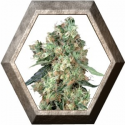 Dutch Haze 3 semillas Dutch Passion Seeds