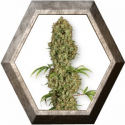 Jorge´s Diamond 3 semillas Dutch Passion Seeds