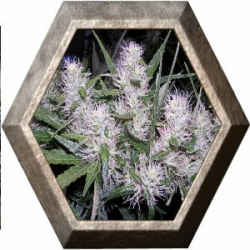 MasterKush 3 semillas Dutch Passion Seeds DUTCH PASSION SEEDS DUTCH PASSION SEEDS