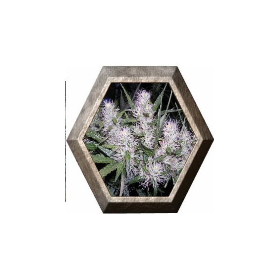 MasterKush 3 semillas Dutch Passion Seeds DUTCH PASSION SEEDS DUTCH PASSION SEEDS