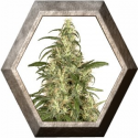 Skunk 11 3 semillas Dutch Passion Seeds