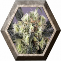 Snow Bud 3 semillas Dutch Passion Seeds