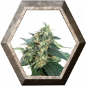 Auto Snowstorm 2 3 semillas Dutch Passion Seeds