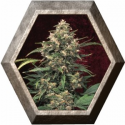 Strawberry Cough 3 semillas Dutch Passion Seeds