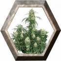 The Ultimate 3 semillas Dutch Passion Seeds