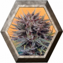 Trance 3 semillas Dutch Passion Seeds