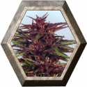 Twilight 3 semillas Dutch Passion Seeds