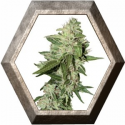 Automazar 3 semillas Dutch Passion Seeds