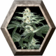 Critical Sensi Star 1 semilla Delicious Seeds DELICIOUS SEEDS DELICIOUS SEEDS