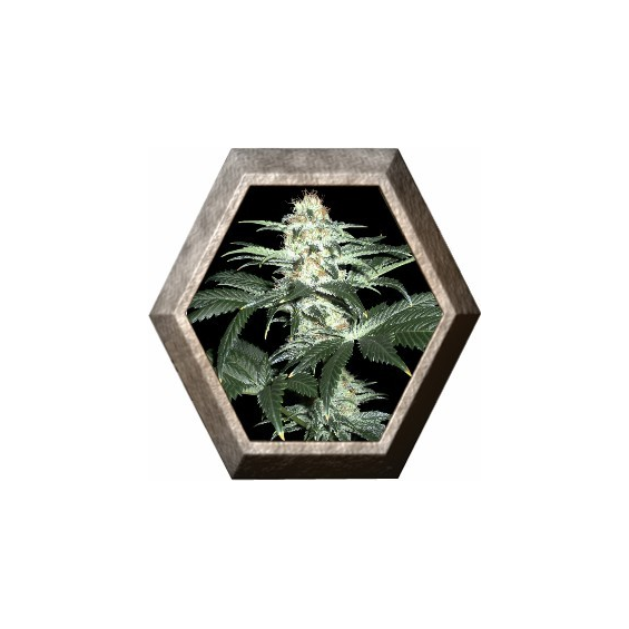 Critical Sensi Star 1 semilla Delicious Seeds DELICIOUS SEEDS DELICIOUS SEEDS