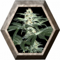 Critical Sensi Star 1 semilla Delicious Seeds