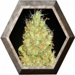 Fruity Chronic Juice 1 semilla Delicious Seeds DELICIOUS SEEDS DELICIOUS SEEDS