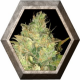 Black Russian 1 semilla Delicious seeds DELICIOUS SEEDS DELICIOUS SEEDS