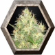 Northern Light Bue 1 semilla Delicious Seeds DELICIOUS SEEDS DELICIOUS SEEDS