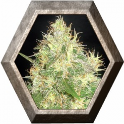 Northern Light Bue 1 semilla Delicious Seeds DELICIOUS SEEDS DELICIOUS SEEDS