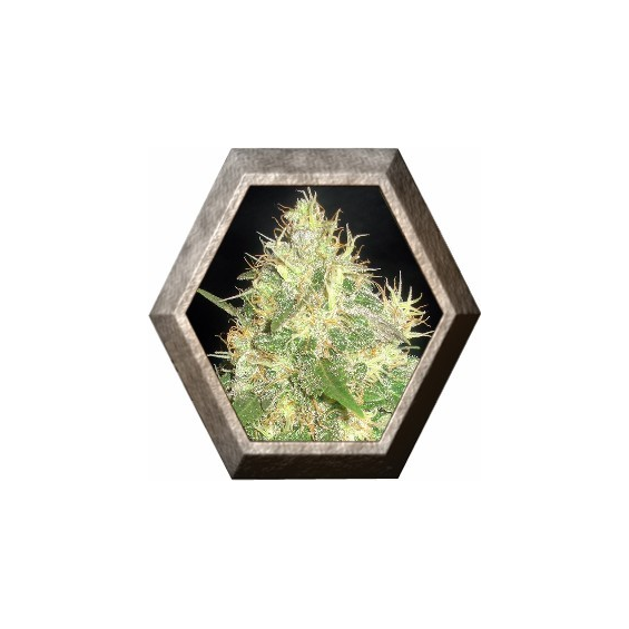 Northern Light Bue 1 semilla Delicious Seeds DELICIOUS SEEDS DELICIOUS SEEDS