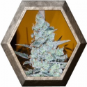 Critical Jack Herer 1 semilla Delicious Seeds