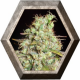 Critical Super Silver Haze 1 semilla Delicious Seeds DELICIOUS SEEDS DELICIOUS SEEDS