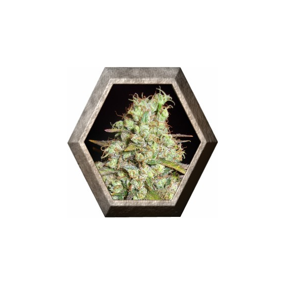 Critical Super Silver Haze 1 semilla Delicious Seeds DELICIOUS SEEDS DELICIOUS SEEDS