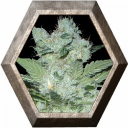 Critical Neville Haze 1 semilla Delicious Seeds DELICIOUS SEEDS DELICIOUS SEEDS