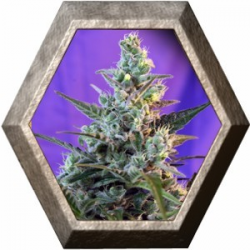 Sweet Skunk Auto 3 semillas Sweet Seeds SWEET SEEDS  SWEET SEEDS