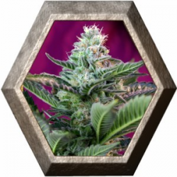 Mohan Ram Auto 3 semillas Sweet Seeds SWEET SEEDS  SWEET SEEDS