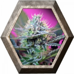 + Speed Auto 3 semillas Sweet Seeds SWEET SEEDS  SWEET SEEDS