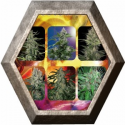 Assorted Auto 10 semillas Buddha Seeds