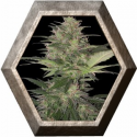 Red Dwarf  Auto 1 semilla Buddha Seeds